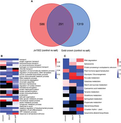 Combined full-length transcriptomic and metabolomic analysis reveals the regulatory mechanisms of adaptation to salt stress in asparagus